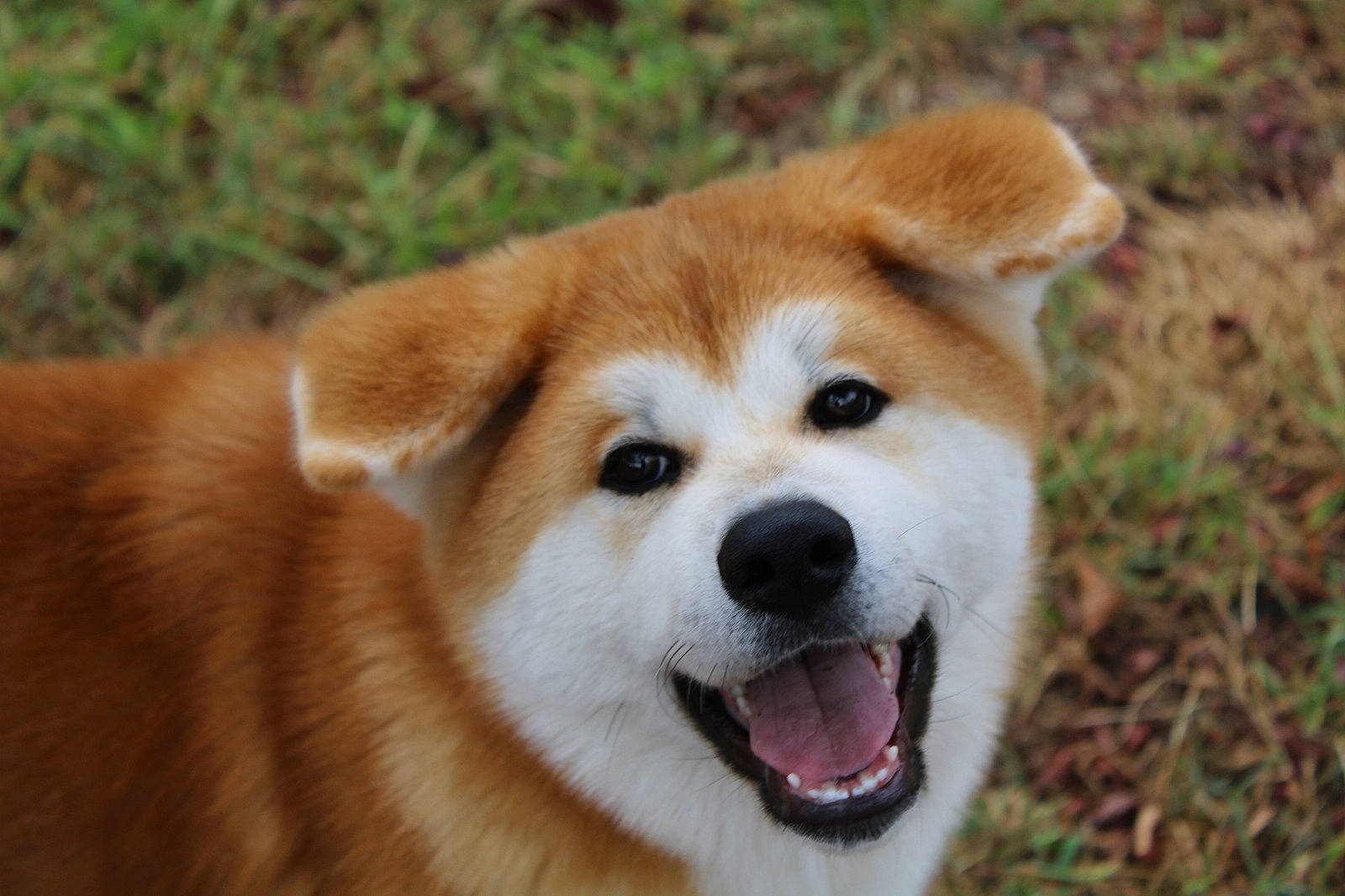 Uzumi participe au concours pour gagner de l'argent avec cette photo : ancient_dog_breeds, canidae, carnivore, companion_dog, dog, dog_breed, eye, fawn, fur, grass, non_sporting_group, plant, snout, sporting_group, tail, terrestrial_animal, tree, whiskers, wildlife, working_animal