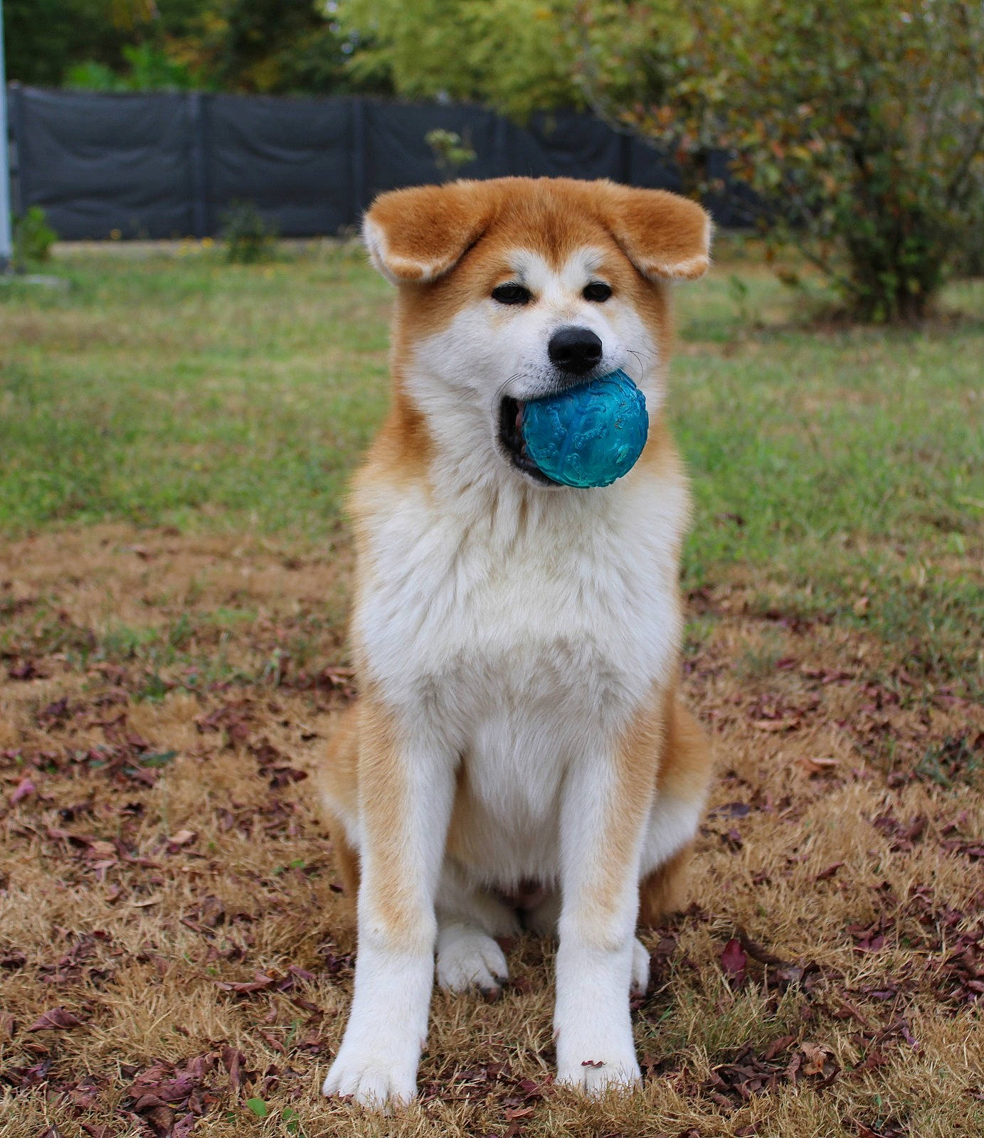 Uzumi a rejoint le concours — aidez-le/la à gagner de superbes lots ! ancient_dog_breeds, canidae, carnivore, collar, companion_dog, dog, dog_breed, fawn, grass, non_sporting_group, plant, snout, soil, sporting_group, tail, terrestrial_animal, tree, wildlife, working_animal, working_dog