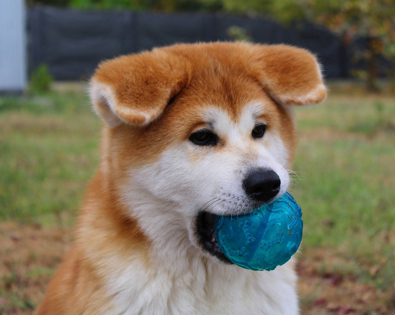 Uzumi a rejoint le concours — aidez-le/la à gagner de superbes lots ! ancient_dog_breeds, carnivore, companion_dog, dog, dog_breed, fawn, fur, grass, non_sporting_group, plant, snout, sporting_group, tail, terrestrial_animal, whiskers, working_dog