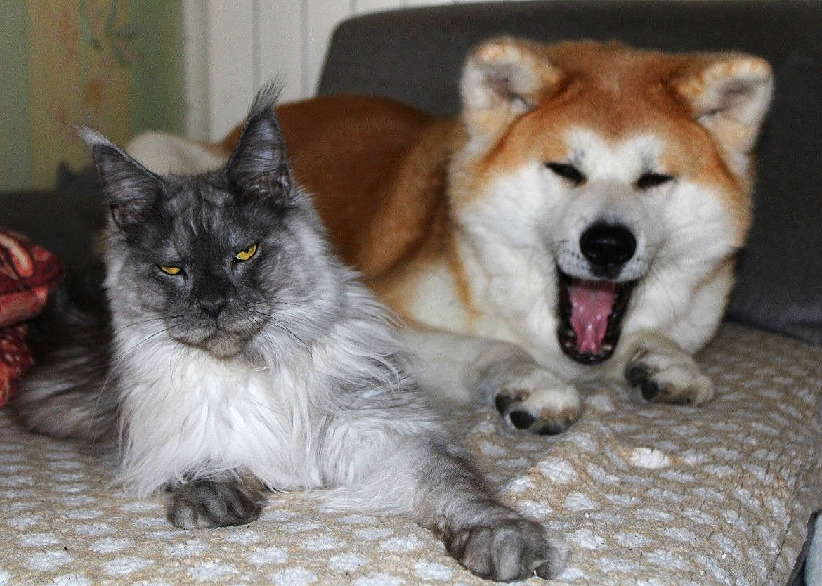 Mana Et Uranus participe au concours pour gagner de l'argent avec cette photo : carnivore, cat, claw, comfort, companion_dog, dog, dog_breed, domestic_short_haired_cat, fawn, felidae, fur, paw, small_to_medium_sized_cats, snout, tail, terrestrial_animal, thai, whiskers, window, working_animal