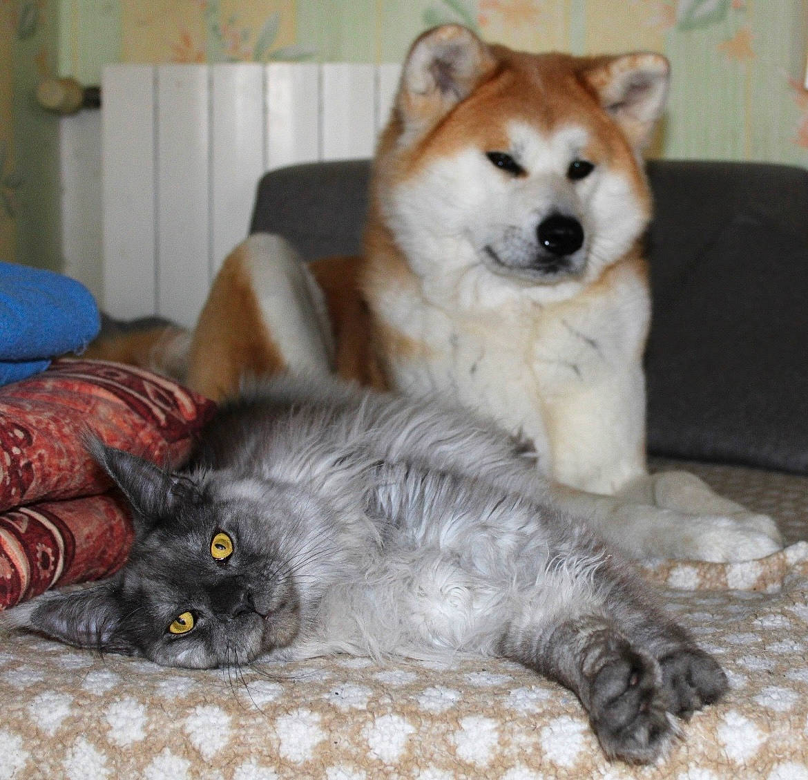 Mana Et Uranus participe au concours pour gagner de l'argent avec cette photo : ancient_dog_breeds, carnivore, cat, comfort, companion_dog, dog, dog_breed, dog_supply, fawn, felidae, fur, non_sporting_group, paw, small_to_medium_sized_cats, snout, tail, terrestrial_animal, whiskers, working_animal, working_dog