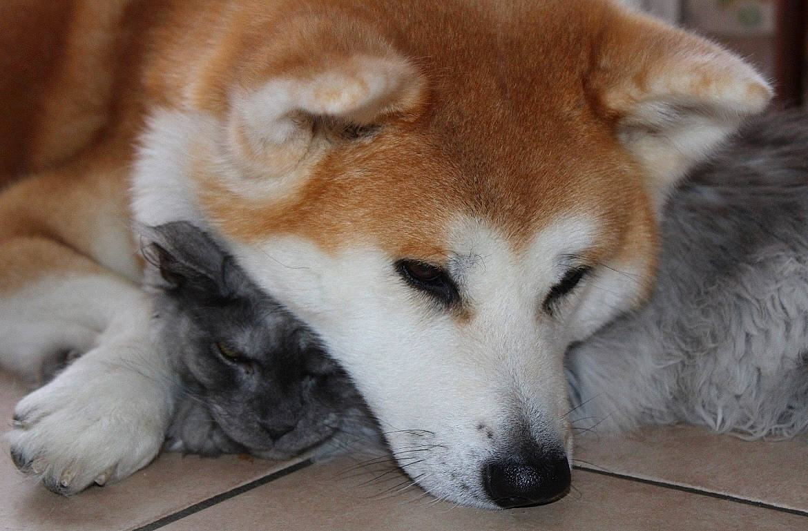 Mana Et Uranus participe au concours pour gagner de l'argent avec cette photo : ancient_dog_breeds, canidae, canis, carnivore, companion_dog, dog, dog_breed, fawn, fur, non_sporting_group, paw, siberian_husky, sled_dog, snout, sporting_group, terrestrial_animal, whiskers, wildlife, working_animal, working_dog