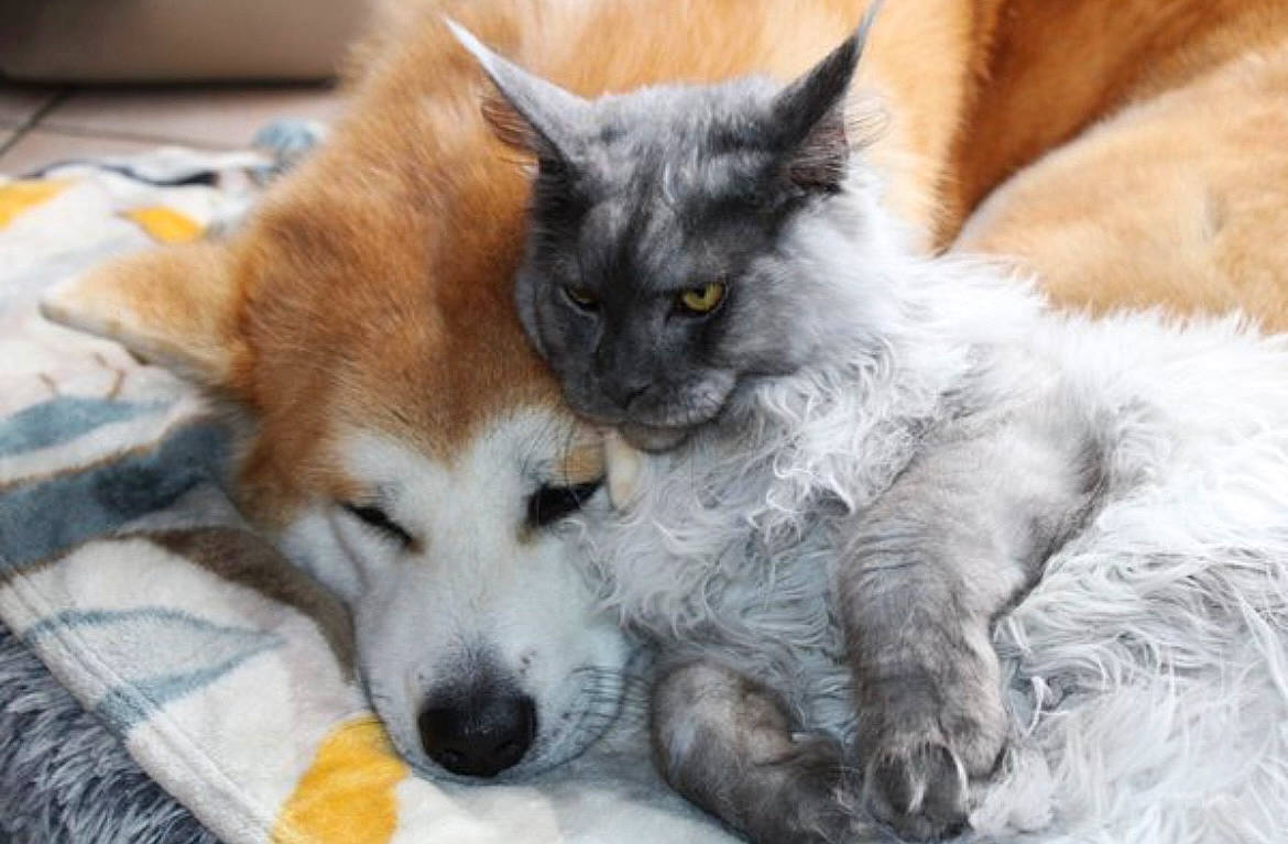 Mana Et Uranus a rejoint le concours — aidez-le/la à gagner de superbes lots ! canidae, carnivore, cat, claw, comfort, companion_dog, dog, dog_breed, dog_supply, domestic_short_haired_cat, fawn, felidae, fur, paw, small_to_medium_sized_cats, snout, tail, terrestrial_animal, toy_dog, whiskers