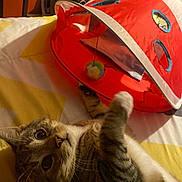 Tazzy Twoes joined the competition — help win amazing prizes! cat, tabby_cat, pet, indoor, bed, blanket, toy, play_tent, curious, paw, feline, striped, whiskers, closeup, sleeping_area, cozy, household, resting, animal, play
