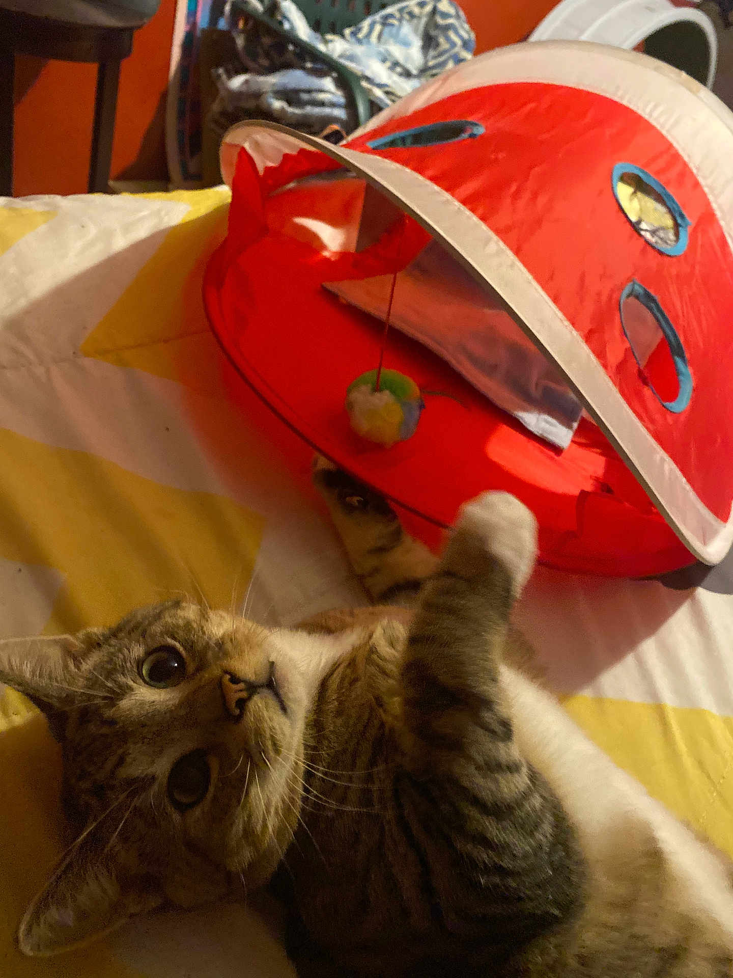 Tazzy Twoes joined the competition — help win amazing prizes! cat, tabby_cat, pet, indoor, bed, blanket, toy, play_tent, curious, paw, feline, striped, whiskers, closeup, sleeping_area, cozy, household, resting, animal, play