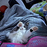 Nounouche a rejoint le concours — aidez-le/la à gagner de superbes lots ! cat, pet, animal, fluffy, paw, stretching, blanket, quilt, pink, blue, indoor, cozy, relaxed, fur, cute, resting, bed, paw_prints, feline, comfort