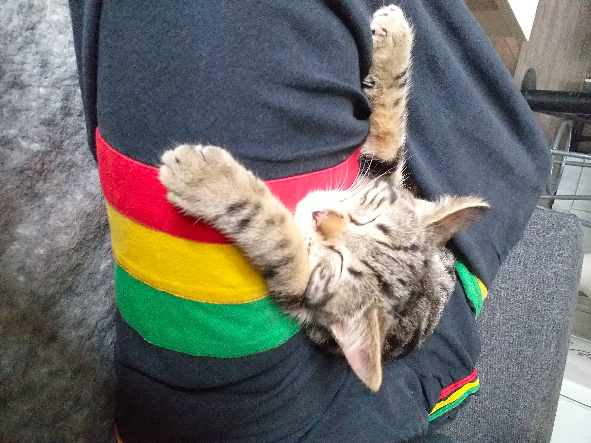 Reggae participe au concours pour gagner de l'argent avec cette photo : american_shorthair, carnivore, cat, claw, domestic_short_haired_cat, dragon_li, european_shorthair, felidae, fur, german_rex, gesture, high_five, kitten, pixie_bob, small_to_medium_sized_cats, tabby_cat, tail, toyger, whiskers