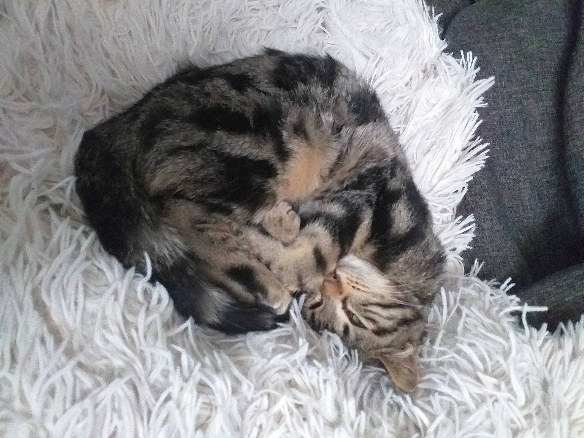 Reggae participe au concours pour gagner de l'argent avec cette photo : bengal, carnivore, cat, domestic_long_haired_cat, dragon_li, egyptian_mau, european_shorthair, felidae, fur, kitten, maine_coon, mammal, nap, norwegian_forest_cat, pixie_bob, small_to_medium_sized_cats, tabby_cat, whiskers