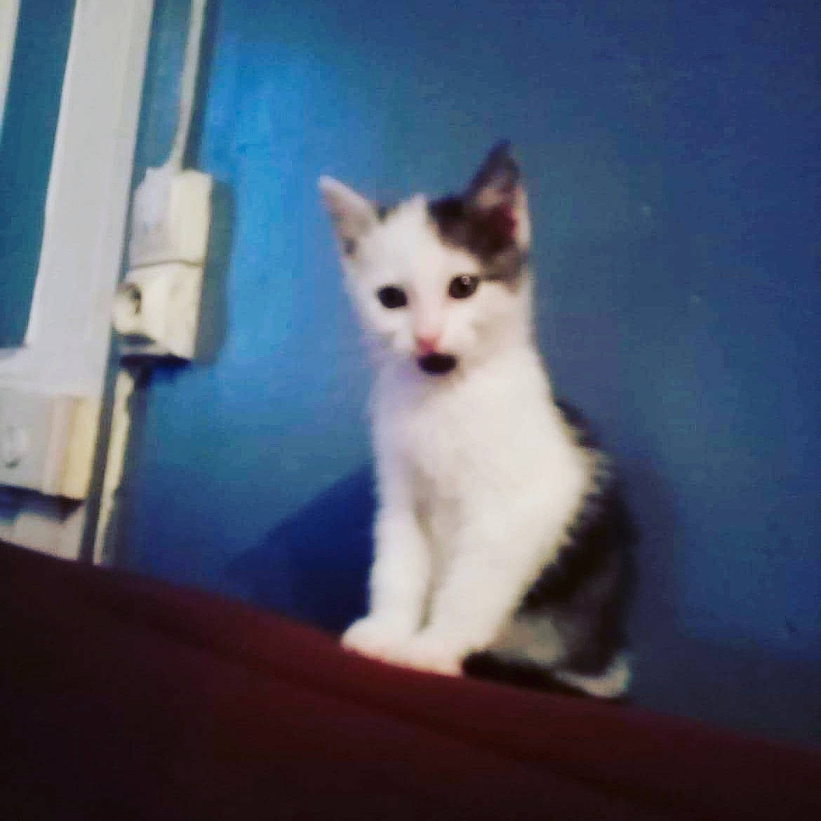 Pasha a rejoint le concours — aidez-le/la à gagner de superbes lots ! aegean_cat, black_and_white, carnivore, cat, domestic_short_haired_cat, ear, eye, felidae, fur, kitten, mammal, ojos_azules, sky, small_to_medium_sized_cats, snapshot, tail, turkish_angora, turkish_van, whiskers, white