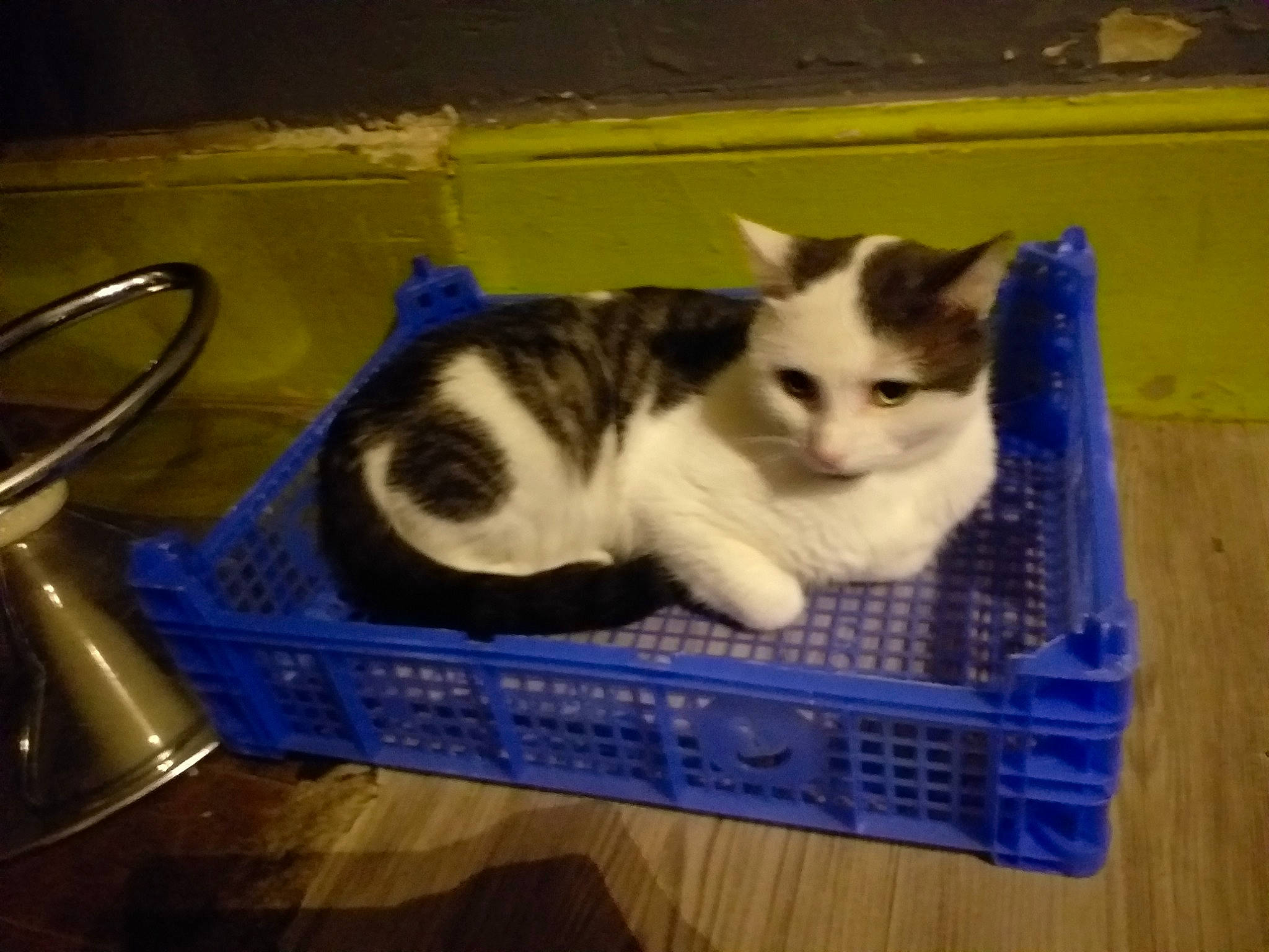 Pasha a rejoint le concours — aidez-le/la à gagner de superbes lots ! aegean_cat, american_wirehair, asian, carnivore, cat, cat_supply, domestic_short_haired_cat, european_shorthair, felidae, kitten, mammal, paw, pet_supply, polydactyl_cat, small_to_medium_sized_cats, tail, vertebrate, whiskers