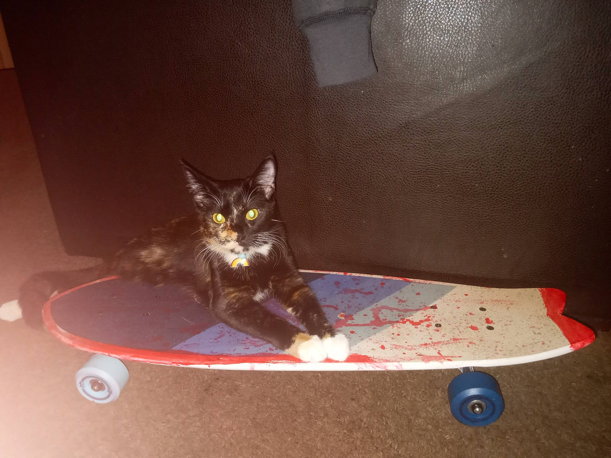 Zella joined the competition — help win amazing prizes! carnivore, cat, cat_supply, comfort, darkness, domestic_short_haired_cat, felidae, flooring, hardwood, magenta, pet_supply, recreation, room, sitting, small_to_medium_sized_cats, sports_equipment, tail, tints_and_shades, whiskers, wood