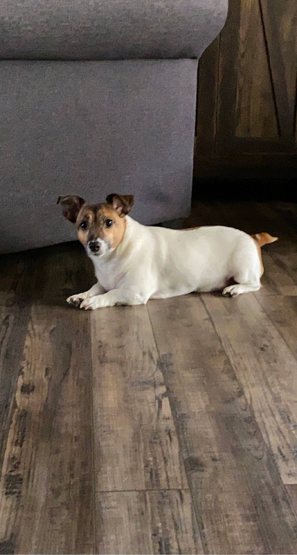 Scarf joined the competition — help win amazing prizes! canidae, carnivore, collar, companion_dog, dog, dog_breed, door, fawn, floor, flooring, hardwood, paw, road_surface, snout, sporting_group, tail, terrestrial_animal, whiskers, wood, working_animal