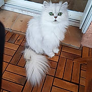 Justine a rejoint le concours — aidez-le/la à gagner de superbes lots ! cat, white_cat, fluffy, long_hair, green_eyes, sitting, portrait, pet, animal, indoors, wooden_floor, wooden_deck, doorway, tile, tail, fur, whiskers, ears, looking_at_camera, cute