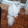 cat, white_cat, fluffy, long_hair, green_eyes, sitting, portrait, pet, animal, indoors, wooden_floor, wooden_deck, doorway, tile, tail, fur, whiskers, ears, looking_at_camera, cute
