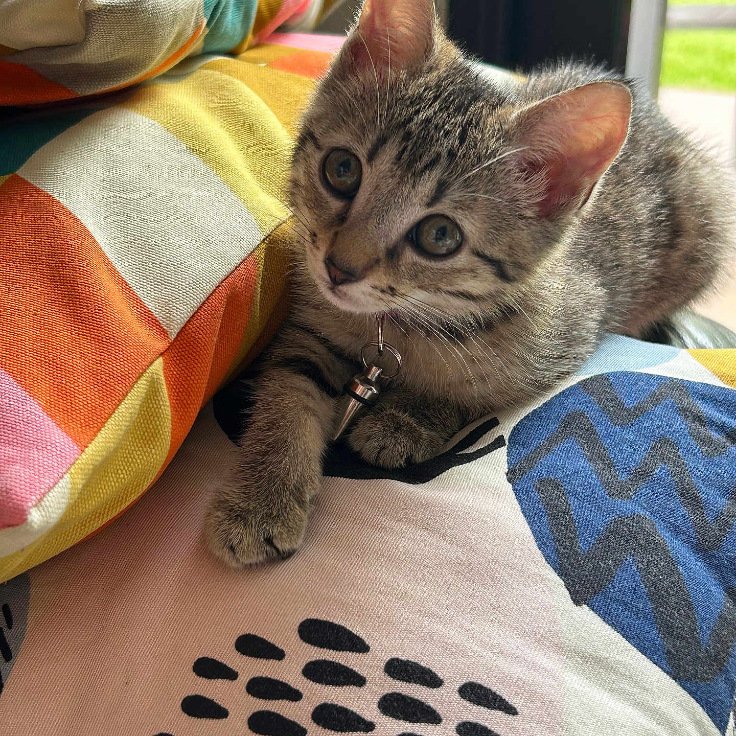 Ruby a rejoint le concours — aidez-le/la à gagner de superbes lots ! abyssinian, accessories, animal, bed, bedroom, blanket, cat, couch, cushion, furniture, homedecor, indoors, kitten, linen, manx, person, pet, quilt, room, sleeping