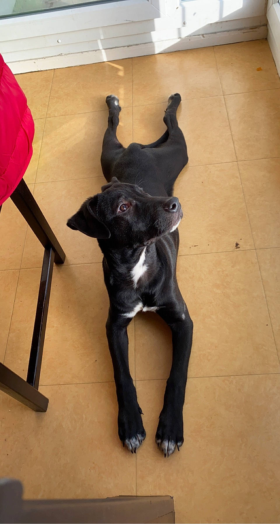 Biggy a rejoint le concours — aidez-le/la à gagner de superbes lots ! canidae, carnivore, collar, companion_dog, dog, dog_breed, floor, flooring, fur, liver, mat, non_sporting_group, paw, pet_supply, snout, sporting_group, tail, tile, working_animal, working_dog