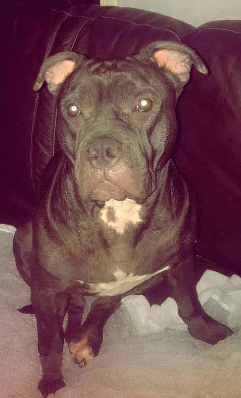 Youka participe au concours pour gagner de l'argent avec cette photo : canidae, carnivore, companion_dog, dog, dog_breed, fawn, molosser, non_sporting_group, old_english_bulldog, snout, sporting_group, terrestrial_animal, whiskers, working_animal, working_dog, wrinkle