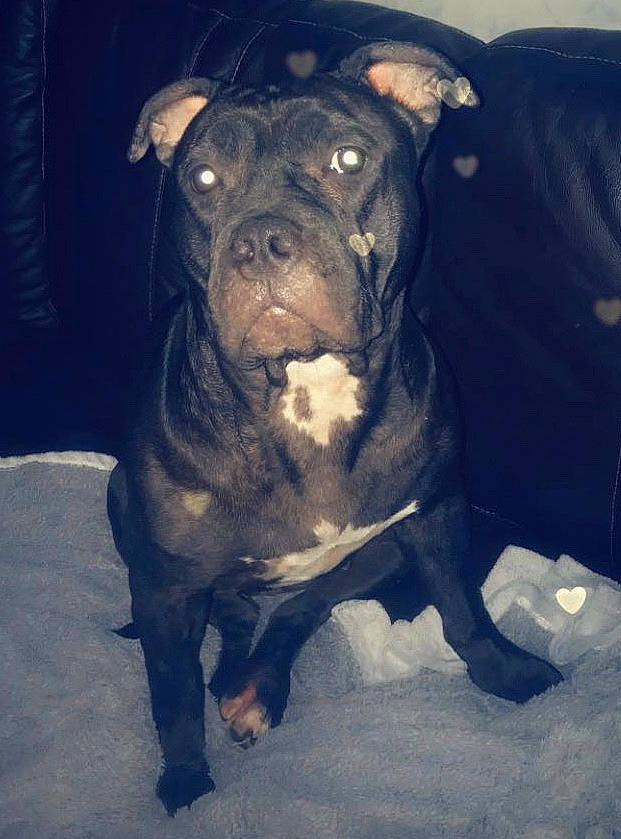 Youka participe au concours pour gagner de l'argent avec cette photo : canidae, carnivore, companion_dog, dog, dog_breed, electric_blue, fawn, fur, guard_dog, molosser, non_sporting_group, pet_supply, snout, snow, sporting_group, terrestrial_animal, whiskers, winter, working_animal, working_dog