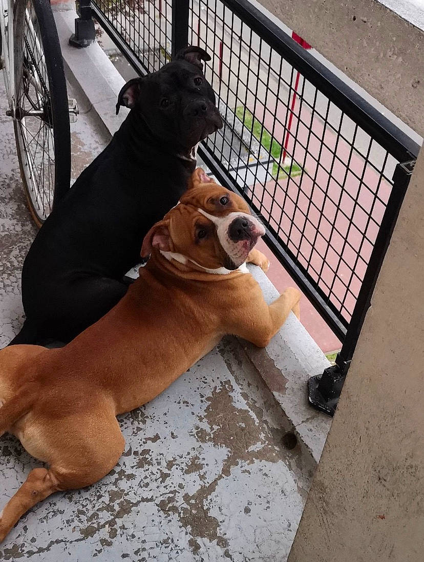 Youka participe au concours pour gagner de l'argent avec cette photo : bicycle, bicycle_wheel, carnivore, collar, companion_dog, dog, dog_breed, dog_collar, dog_supply, fawn, fence, gas, mammal, mesh, pet_supply, snout, tire, vertebrate, wheel, working_animal