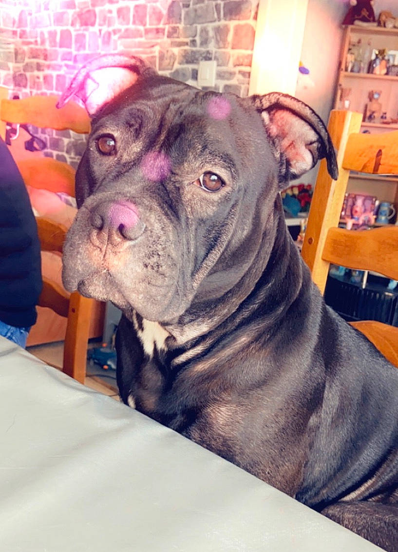 Youka participe au concours pour gagner de l'argent avec cette photo : bookcase, bulldog, carnivore, chair, collar, comfort, companion_dog, dog, dog_breed, dog_collar, fawn, fur, molosser, shelf, snout, toy_dog, whiskers, working_animal, working_dog, wrinkle