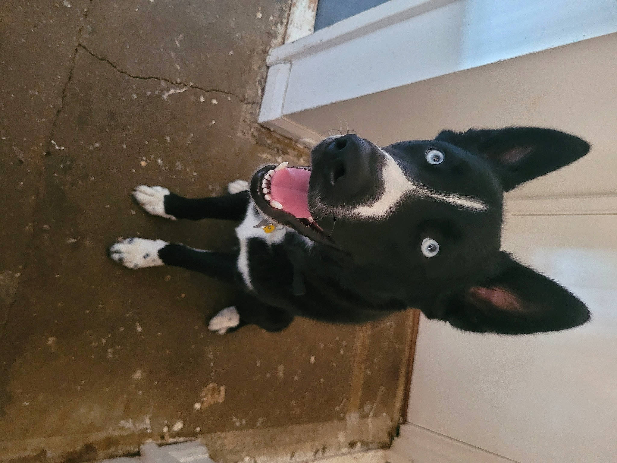 Blaze joined the competition — help win amazing prizes! canidae, carnivore, companion_dog, dog, dog_breed, dog_collar, fur, guard_dog, herding_dog, mammal, mcnab, non_sporting_group, paw, shadow, sporting_group, tail, whiskers, window, working_animal, working_dog