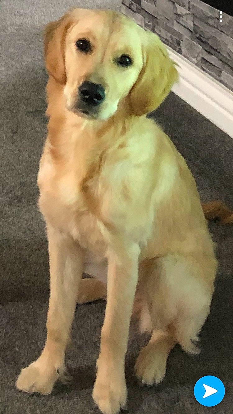 Bonny is registered to the contest to win money with this photo: ancient_dog_breeds, canidae, carnivore, companion_dog, dog, dog_breed, eye, fawn, flooring, fur, hat, labrador_retriever, plant, puppy, sporting_group, tail, terrestrial_animal, water, whiskers, working_animal