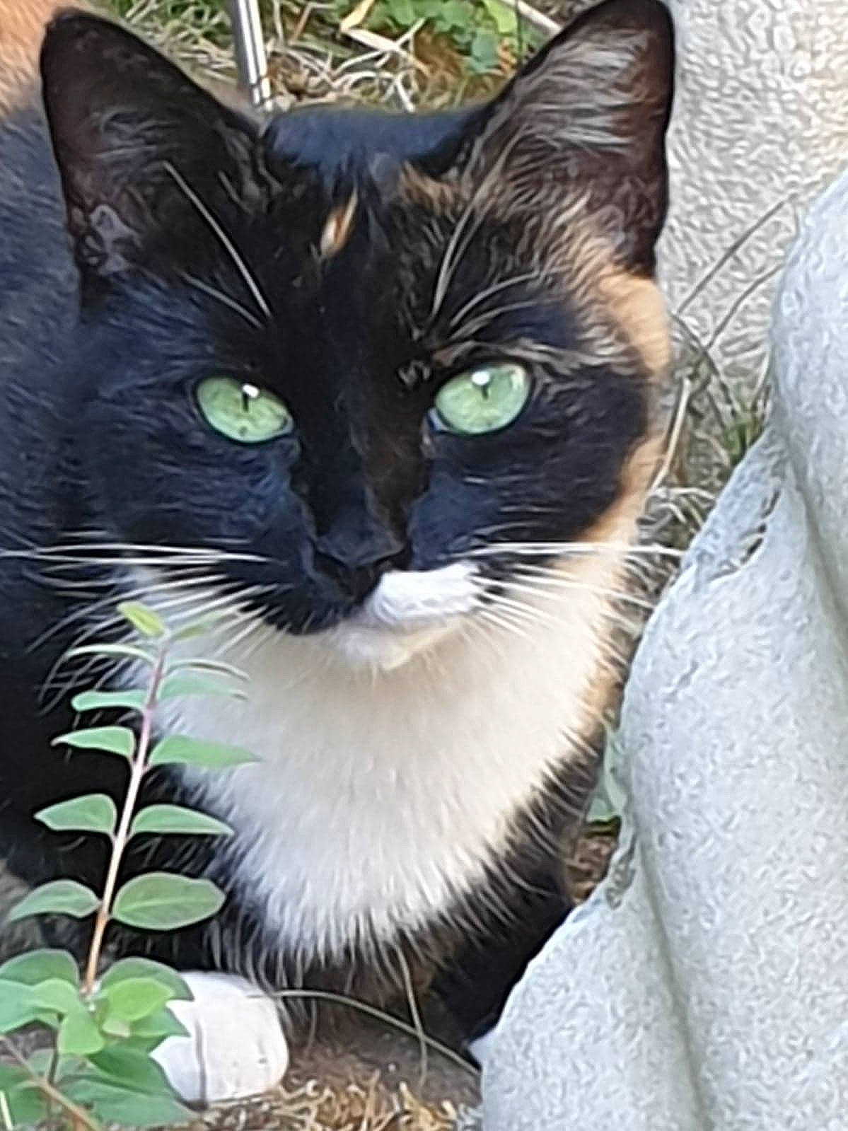 Amour participe au concours pour gagner de l'argent avec cette photo : asian, black_and_white, black_cat, carnivore, cat, domestic_short_haired_cat, european_shorthair, felidae, mammal, ojos_azules, small_to_medium_sized_cats, snout, whiskers