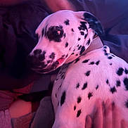 Pepper joined the competition — help win amazing prizes! dalmatian, dog, pet, animal, spots, white, black, hand, indoor, bed, blanket, relaxing, comfort, purple_light, pink_light, cozy, fur, collar, human_interaction, close_up