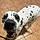 Pepper