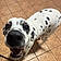 Pepper