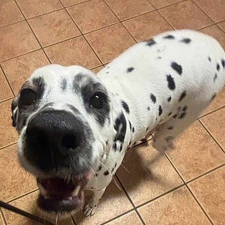 Pepper is registered to the contest to win money with this photo: dog, dalmatian, pet, animal, canine, spotted, white, black_spots, floor, tile, indoor, close_up, looking_up, playful, happy, mouth_open, nose, ears, four_legs, companion