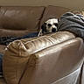 Pepper is registered to the contest to win money with this photo: dog, couch, blanket, leather, indoor, resting, pet, spot, cozy, nap, furniture, home, relaxed, animal, brown, gray, comfort, domestic, laying, quiet