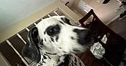 Pepper joined the competition — help win amazing prizes! dalmatian, dog, indoor, pet, animal, black_spots, white_fur, collar, furniture, chair, room, home, wall, door, table, household, decor, domestic, canine, companion
