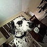 dalmatian, dog, indoor, pet, animal, black_spots, white_fur, collar, furniture, chair, room, home, wall, door, table, household, decor, domestic, canine, companion