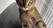 Ivee joined the competition — help win amazing prizes! cat, tabby, green_eyes, curious, indoor, chair, window, vertical_blinds, natural_light, pet, feline, close_up, fur, whiskers, ears, sitting, looking, domestic_animal, portrait, house