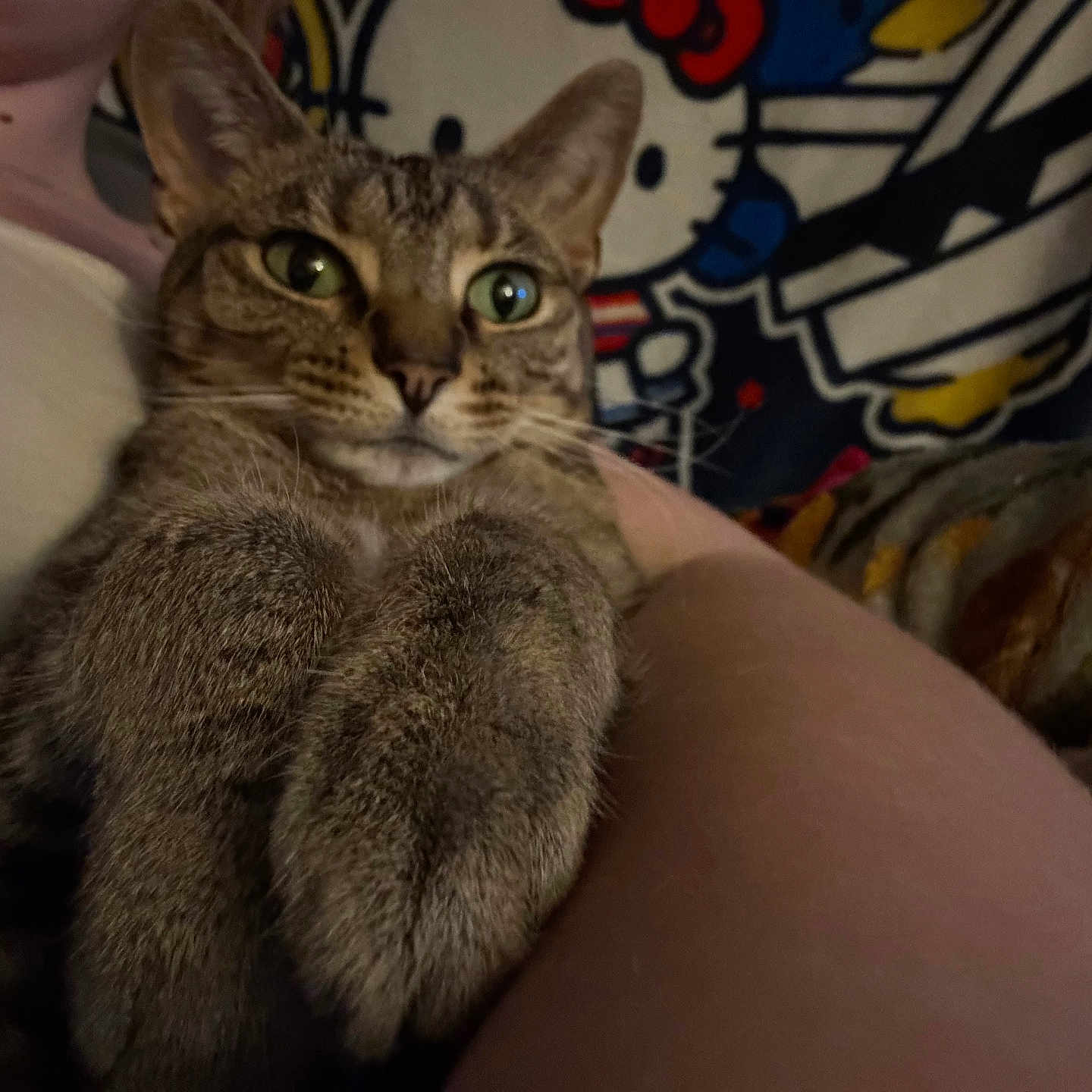 Ivee joined the competition — help win amazing prizes! cat, tabby, pet, animal, indoor, person, arms, holding, cute, feline, green_eyes, fur, comfort, hello_kitty, blanket, colorful, closeup, resting, cozy, domestic