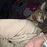 Ivee is registered to the contest to win money with this photo: cat, tabby_cat, person, glasses, hoodie, indoor, shoulder, poster, hello_kitty, sleeping_cat, close_up, casual, comfort, pet, feline, relaxation, eyewear, light_clothing, wall_art, cozy