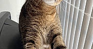 Ivee is registered to the contest to win money with this photo: animal, blinds, cat, closeup, curious, domestic_cat, feline, fur, green_eyes, household, indoor, mammal, natural_light, pet, portrait, relaxed, stretching, tabby, whiskers, window