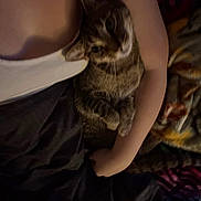 Ivee joined the competition — help win amazing prizes! cat, tabby_cat, person, arm, blanket, indoor, cuddling, cozy, warm_lighting, pet, comfort, resting, fur, striped, relaxation, bed, clothing, casual, snuggling, domestic_animal