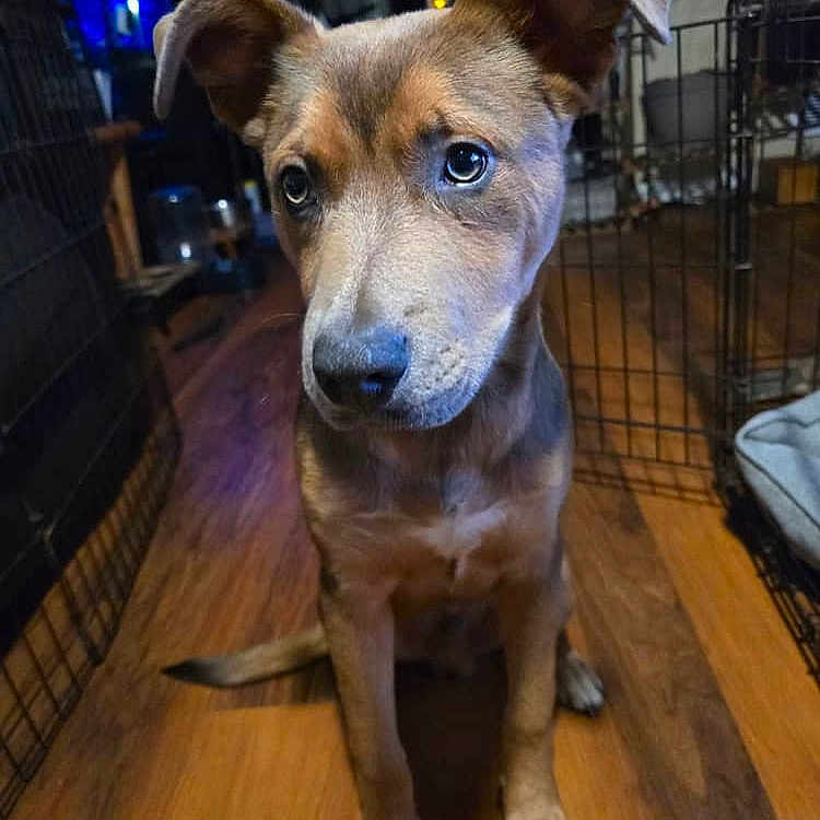 Sky is registered to the contest to win money with this photo: animal, canine, den, dog, doghouse, hardwood, hound, husky, indoors, interiordesign, person, pet, puppy, racket, snout, sport, stainedwood, tennis, tennisracket, wood