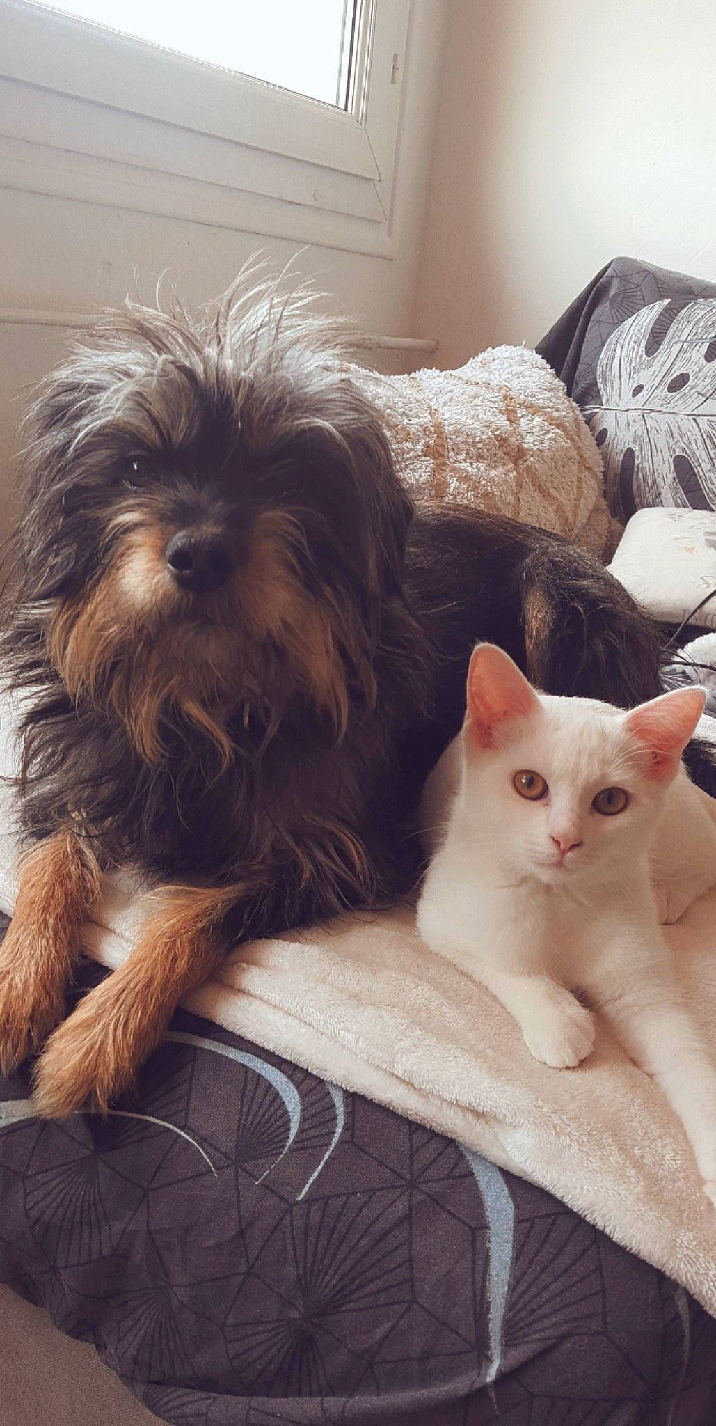 Spyra participe au concours pour gagner de l'argent avec cette photo : carnivore, cat, comfort, companion_dog, dog, dog_breed, dog_supply, fawn, felidae, fur, liver, paw, small_terrier, small_to_medium_sized_cats, snout, tail, terrier, toy_dog, whiskers, working_animal