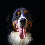 Oxbow participe au concours pour gagner de l'argent avec cette photo : animal, bernese_mountain_dog, black_background, canine, closeup, cute, dog, domestic_animal, ears, friendly, fur, happy, muzzle, pet, portrait, smiling, studio_lighting, tongue_out, tricolor, whiskers