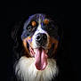 animal, bernese_mountain_dog, black_background, canine, closeup, cute, dog, domestic_animal, ears, friendly, fur, happy, muzzle, pet, portrait, smiling, studio_lighting, tongue_out, tricolor, whiskers