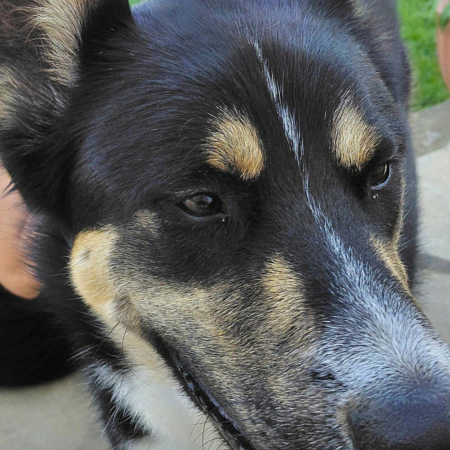 Volf participe au concours pour gagner de l'argent avec cette photo : animal, black_fur, canine, close_up, daylight, dog, ears, face, friendly, fur_texture, grass, happy, nature, outdoor, pet, portrait, smiling, snout, tan_fur, tongue