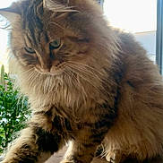 Tessa participe au concours pour gagner de l'argent avec cette photo : abyssinian, angora, animal, architecture, building, cat, couch, furniture, hardwood, indoors, interiordesign, kitten, livingroom, manx, pet, plant, pottedplant, room, window, wood