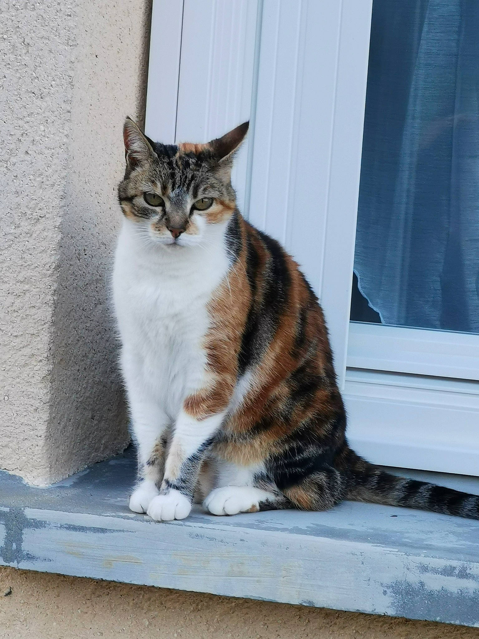 Luna participe au concours pour gagner de l'argent avec cette photo : carnivore, cat, domestic_short_haired_cat, door, felidae, fur, grey, paw, road_surface, sitting, small_to_medium_sized_cats, tail, terrestrial_animal, whiskers, window