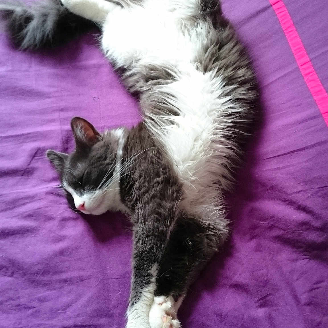 Fidji