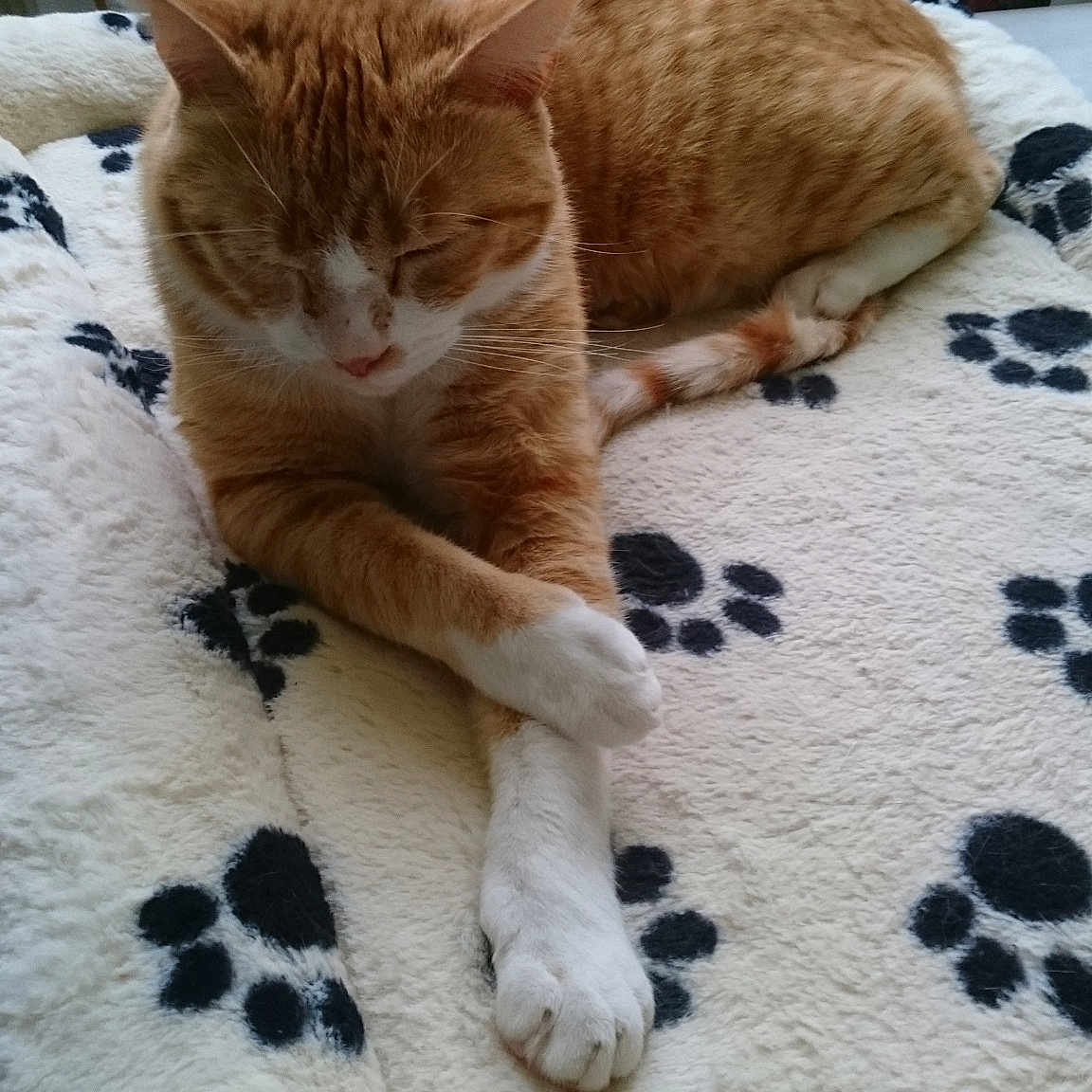 Rouki participe au concours pour gagner de l'argent avec cette photo : aegean_cat, cat, cat_like_mammal, domestic_short_haired_cat, european_shorthair, fauna, fur, kitten, paw, small_to_medium_sized_cats, tabby_cat, tail, whiskers