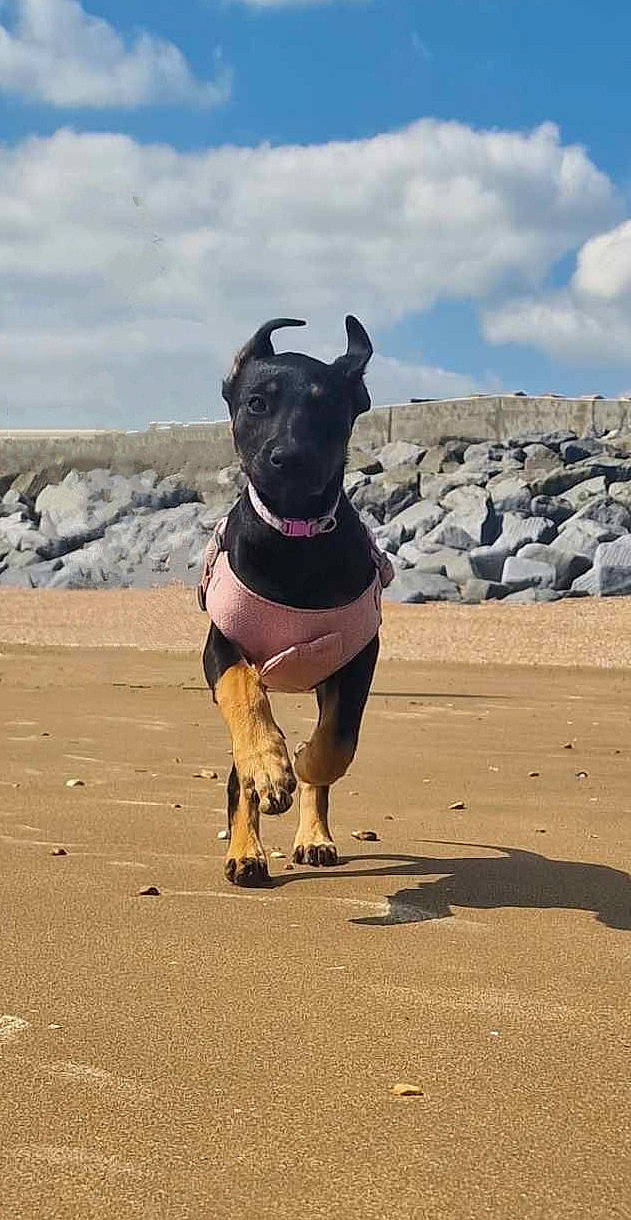 Abbie joined the competition — help win amazing prizes! beach, canidae, carnivore, cloud, collar, companion_dog, dog, dog_breed, dog_collar, dog_supply, fashion_accessory, fawn, landscape, leash, pet_supply, sky, snout, sporting_group, working_animal, working_dog