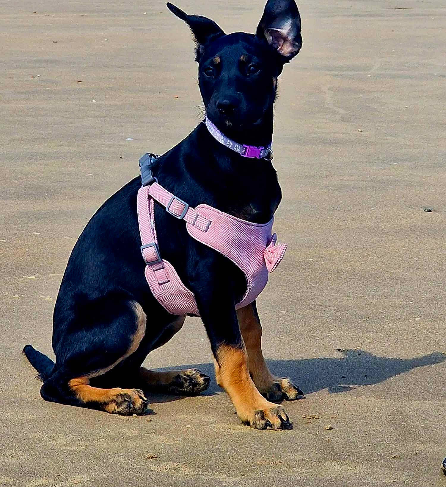 Abbie joined the competition — help win amazing prizes! beach, canidae, carnivore, collar, companion_dog, dog, dog_breed, dog_collar, dog_supply, electric_blue, fashion_accessory, fawn, guard_dog, paw, pet_supply, snout, terrestrial_animal, toy_dog, working_animal, working_dog